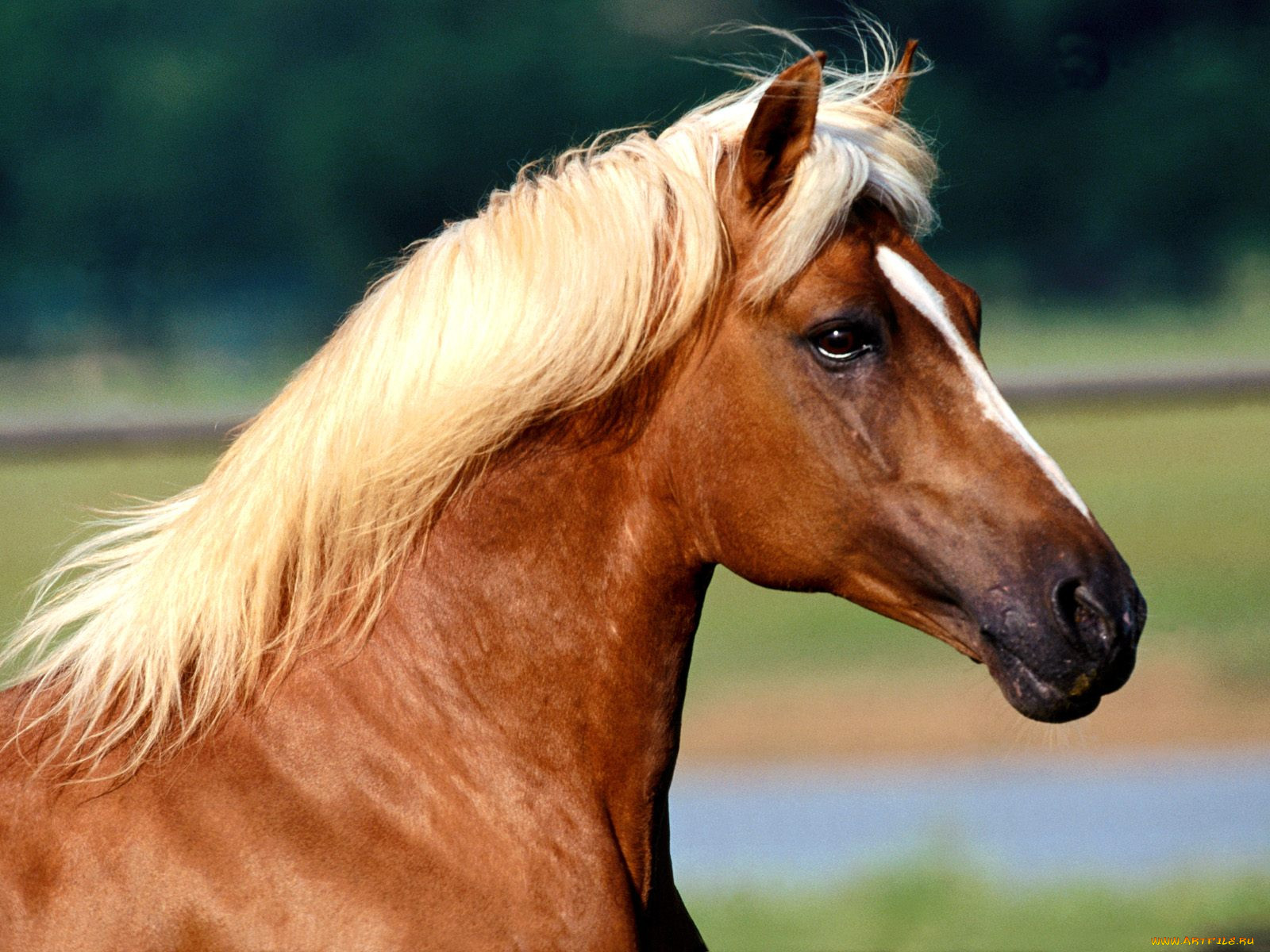 peruvian, paso, , 